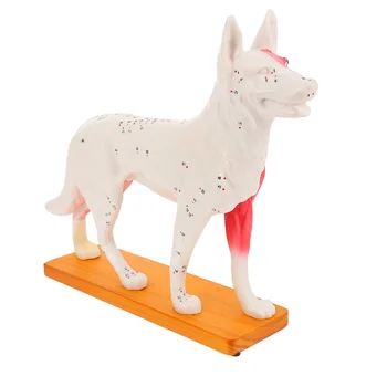 Куче акупунктура модел училище преподаване инструмент кучешко тяло акупунктура китайска медицина професионално обучение модели