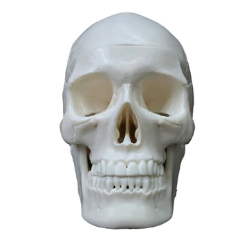 Човешки череп Модел 2 Части с подвижна калвария, анатомичен череп, череп в реален размер H7EC